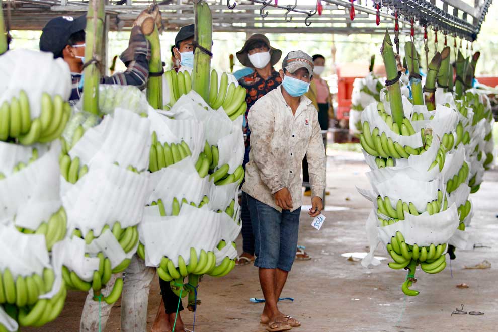 Banana exports experience decline of nearly 24%: NPD